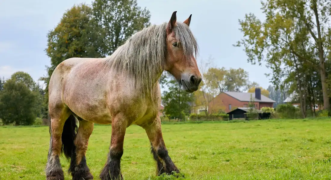 Light-brown horse with a dark mane standing in a grassy field, with trees and a house in the background.