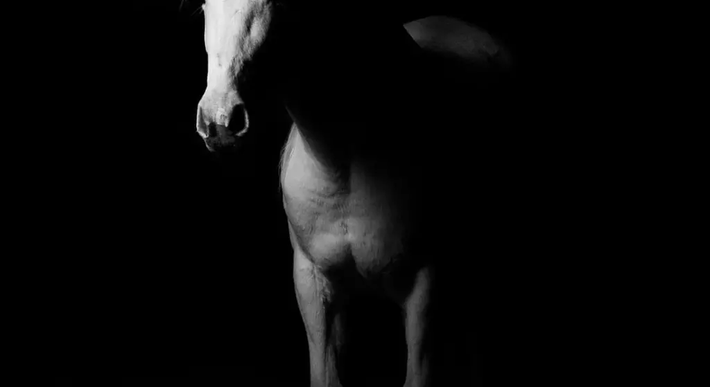 What is a Horse’s Flank? Understanding This Key Area for Equine Health and Comfort