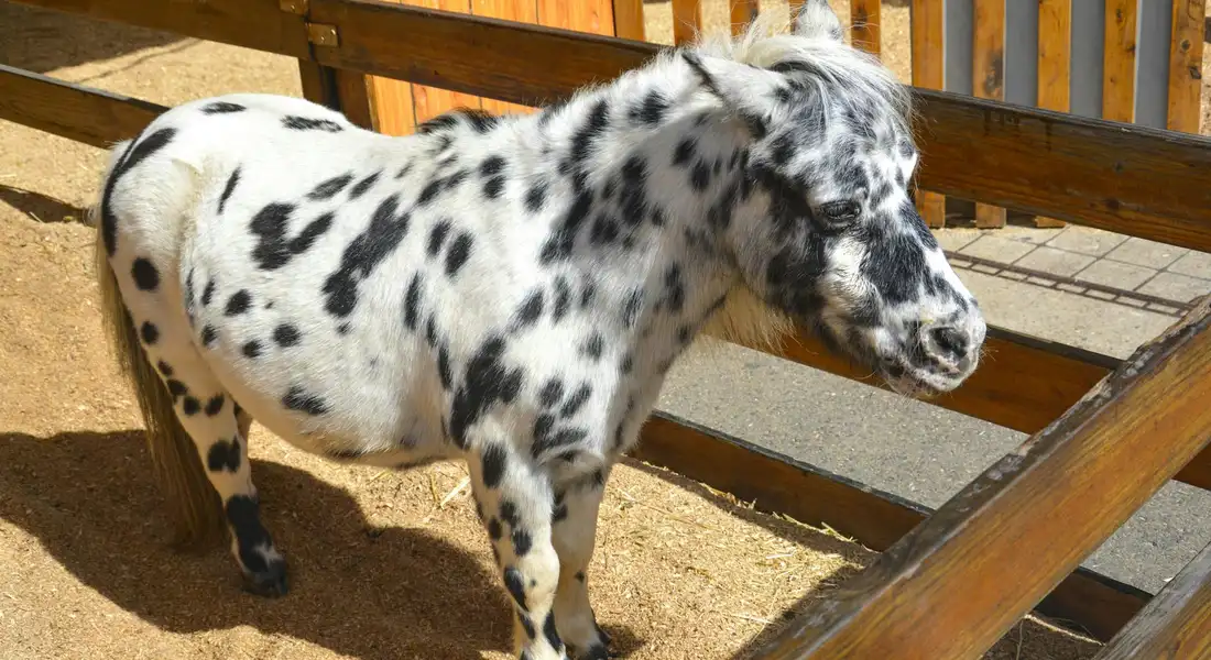 Pony with white coat and irregular black spots, standing beside a wooden fence in a sandy pen.