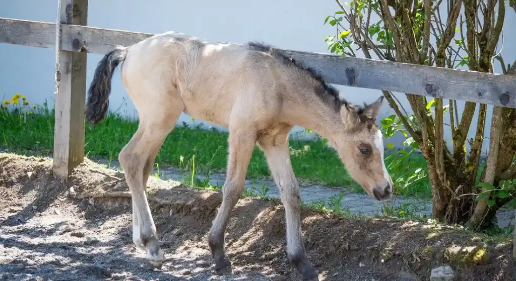 Solving Horse Breed Specific Questions: Your Guide to Tailored Care and Training