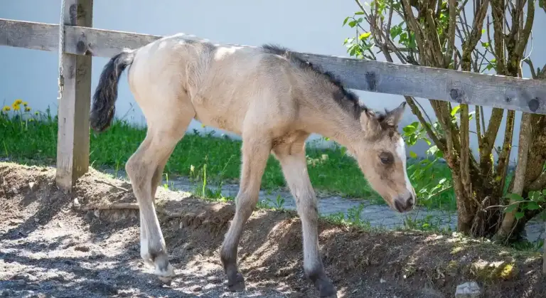 A pale-colored foal with a dark mane standing beside a wooden fence in a sunlit yard.