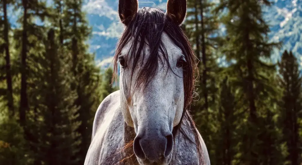 Are Horses Native to North America? Origin and History
