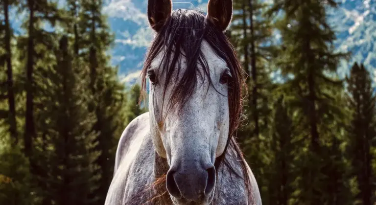 Close-up of a gray horse facing the camera in a forest with tall trees and distant mountains.
