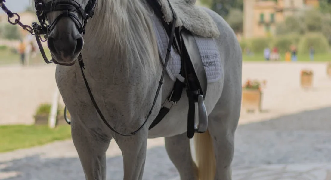 Close-up of a gray horse wearing a saddle, saddle pad, and bridle in a riding arena.