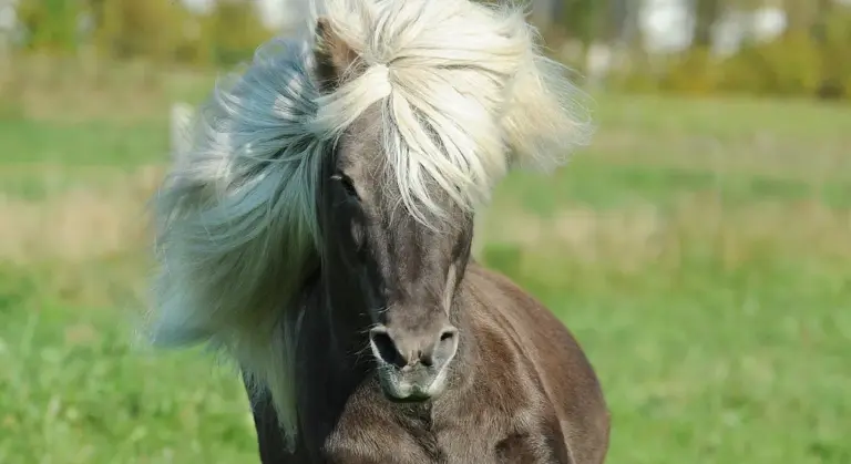 A dark horse with a flowing light mane standing in a sunlit green field.
