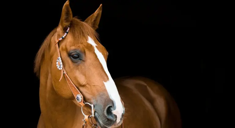 Chestnut horse wearing a decorative bridle against a dark background, looking to the side.