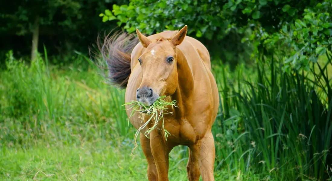 Chestnut horse in a green field chewing grass