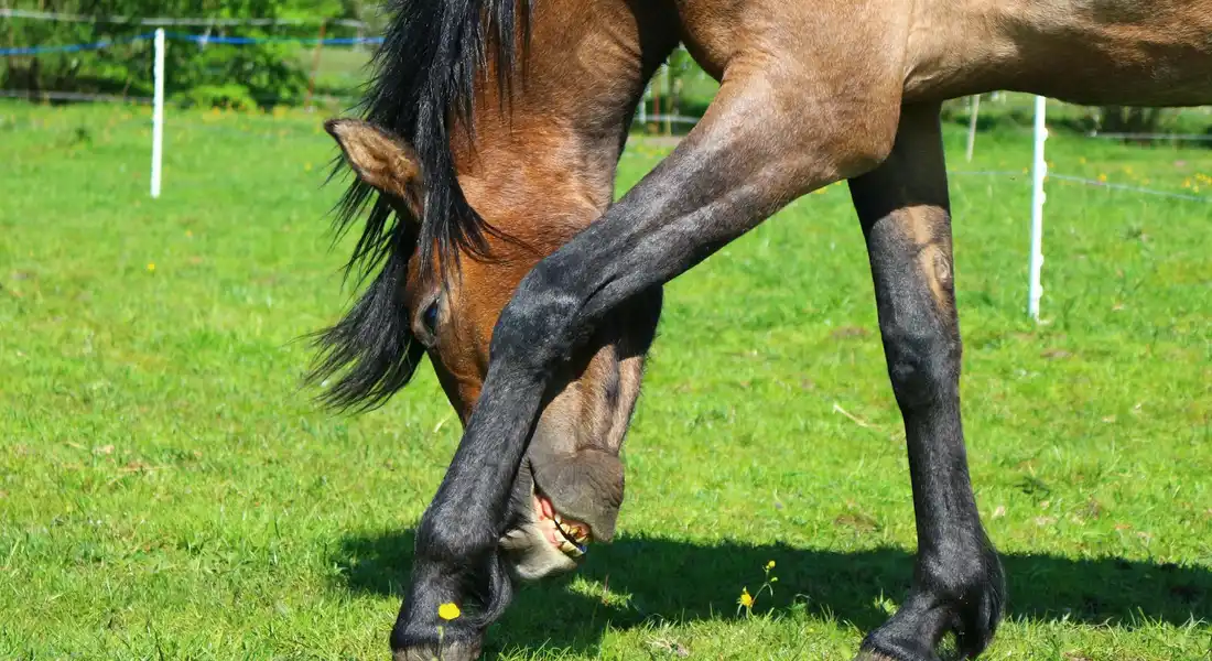 Close-up of a horse's legs and hooves on a green grassy field.