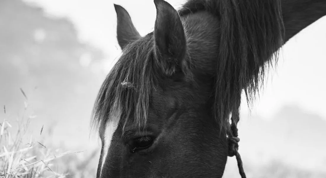 Close-up of a horse's head as it grazes on grass in black and white