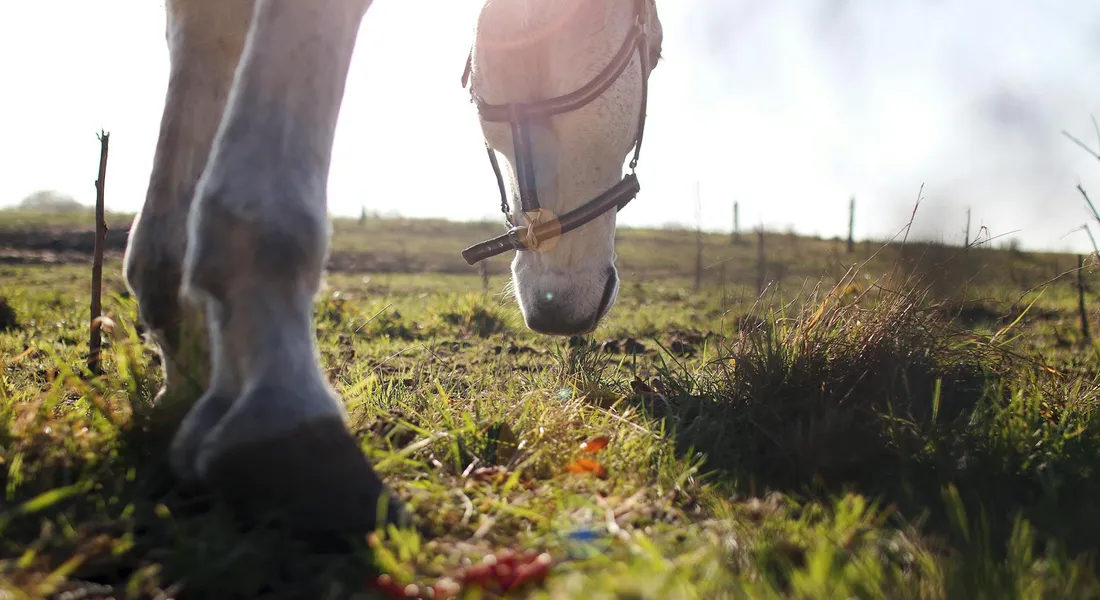 Close-up of a horse's muzzle grazing on grass in a sunlit pasture