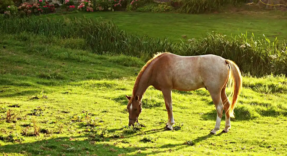 A light-brown horse with a white underside grazing on green grass in a sunlit field.