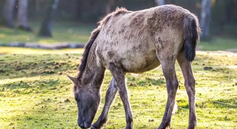 A gray horse grazing in a sunlit pasture, with a grassy field and blurred trees in the background.