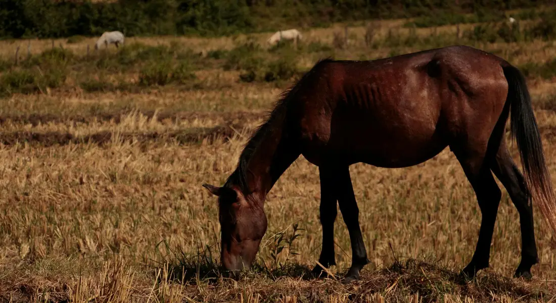 Brown horse grazing in a sunlit field