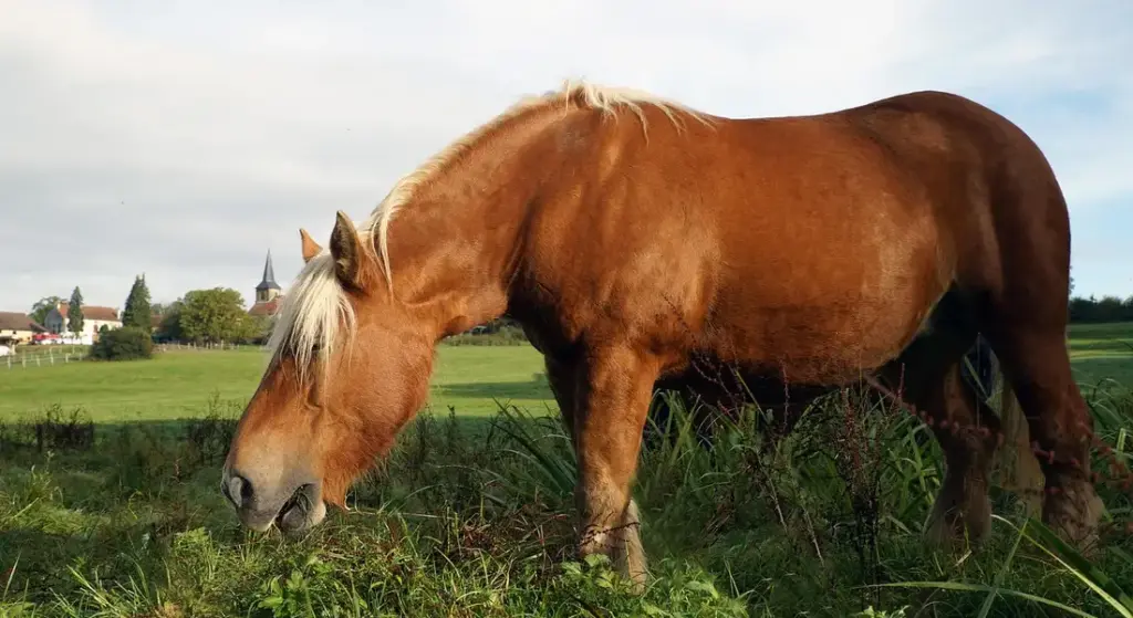 Can Horses Eat Bamboo? A Practical Guide to Pasture Safety
