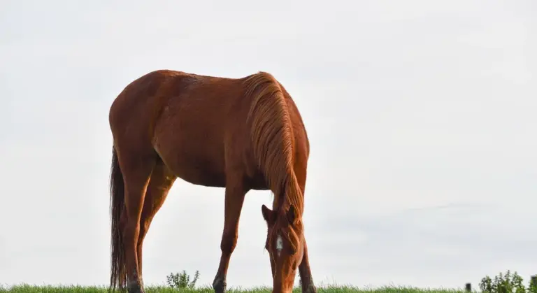 Chestnut horse grazing in a grassy field under a pale sky