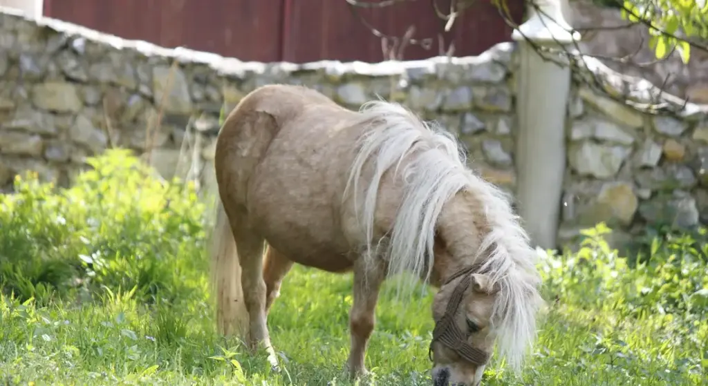 How Much Sweet Feed Should You Give Your Horse? Your Guide to Safe Portion Control