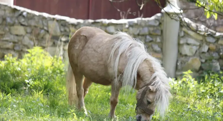 Light-colored pony grazing on green grass in a sunny paddock, with a stone wall in the background