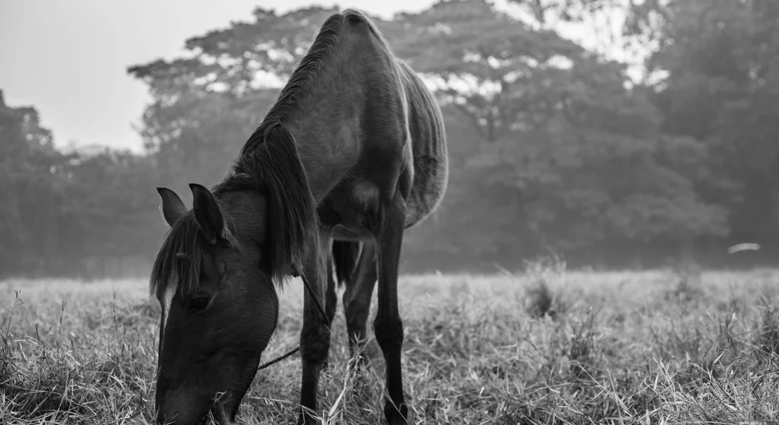 Black-and-white image of a horse grazing in a grassy field.