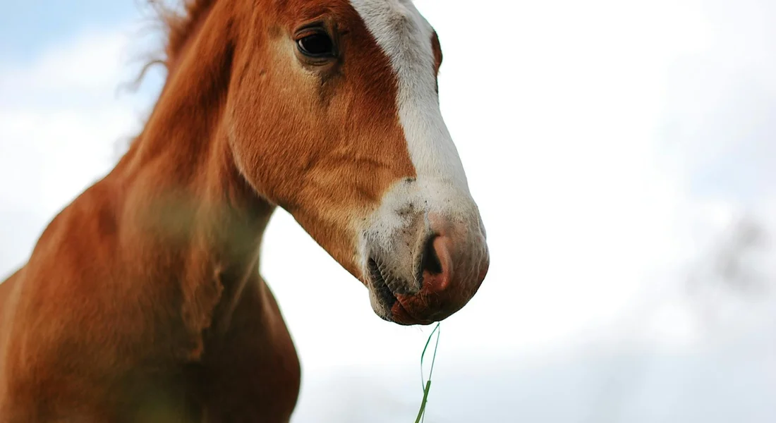 Close-up of a horse's head with a blade of grass in its mouth