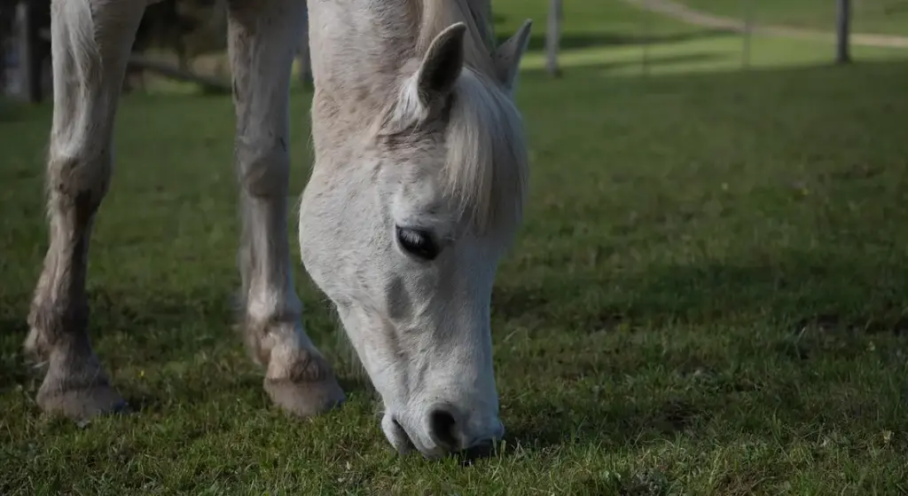 Can Horses Eat Sunflower Seeds and Plants? Your Guide to Nutritional Benefits