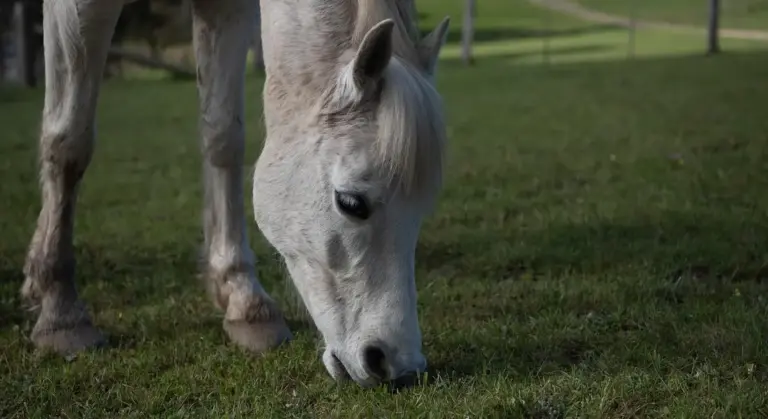 White horse grazing on green grass in a pasture