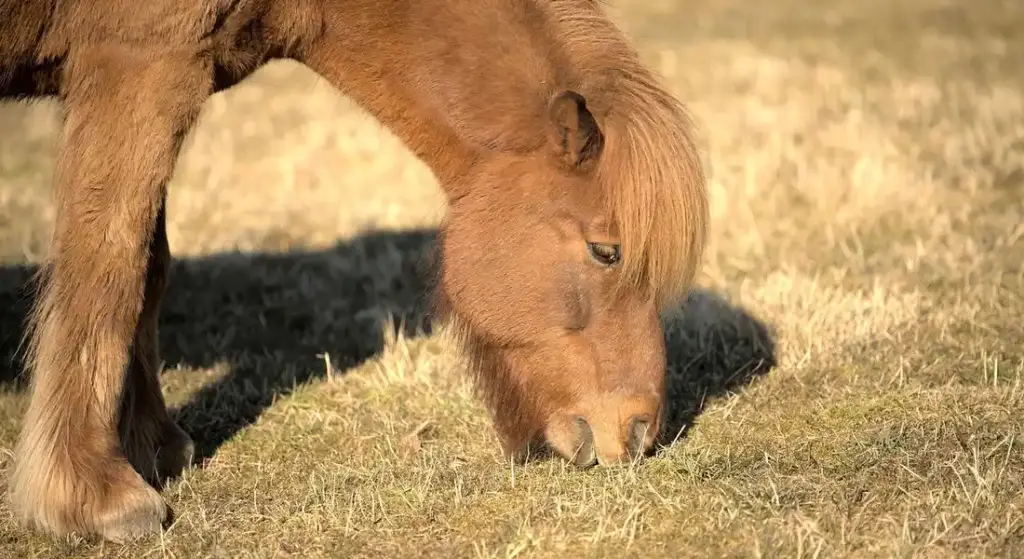 Safe and Toxic Plants for Horses: Complete Identification Guide