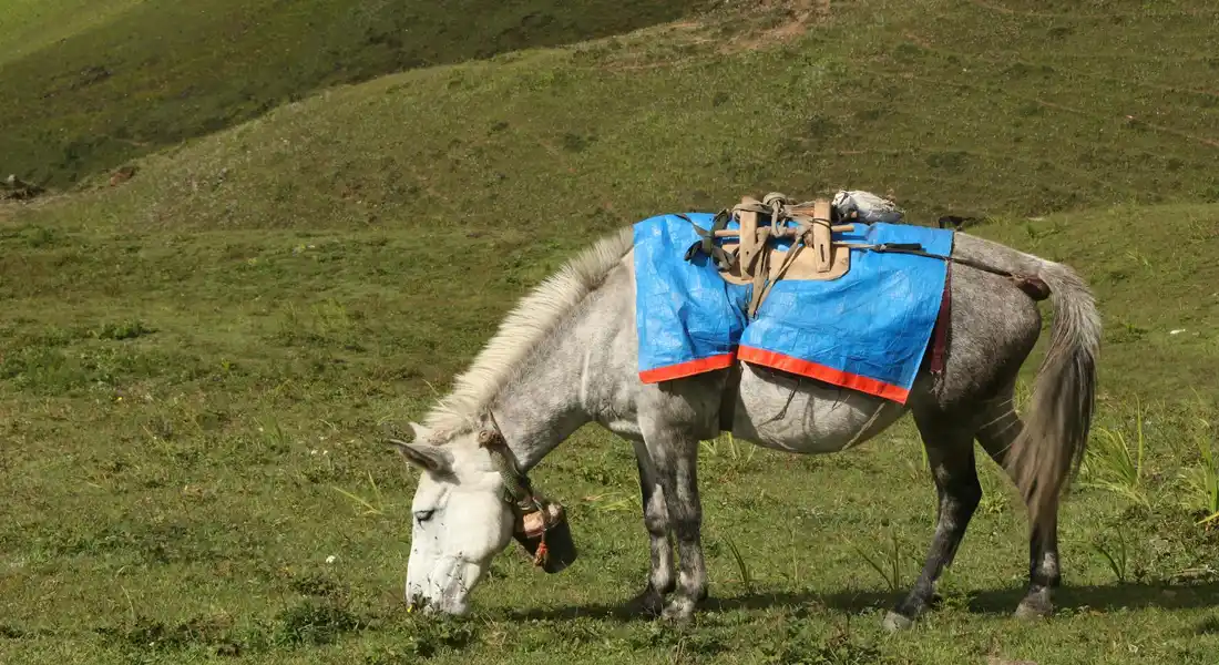 A gray horse grazing on a grassy hillside, wearing a blue saddle blanket with red trim.
