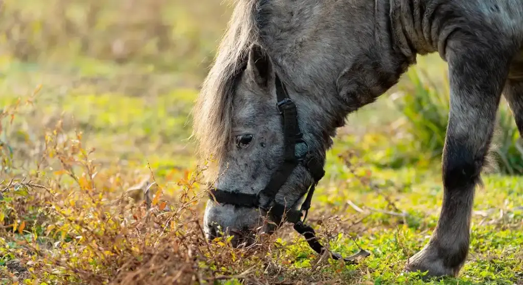 Seasonal Feeding Adjustments: Modifying Diets for Winter and Summer