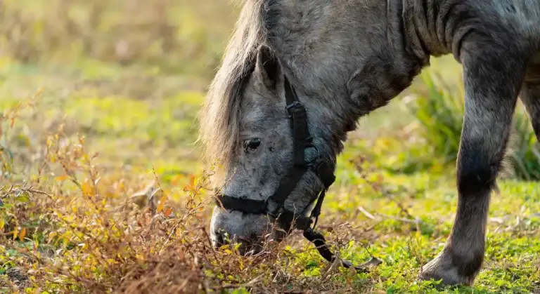 A gray horse wearing a halter grazing on grass in a sunlit field.
