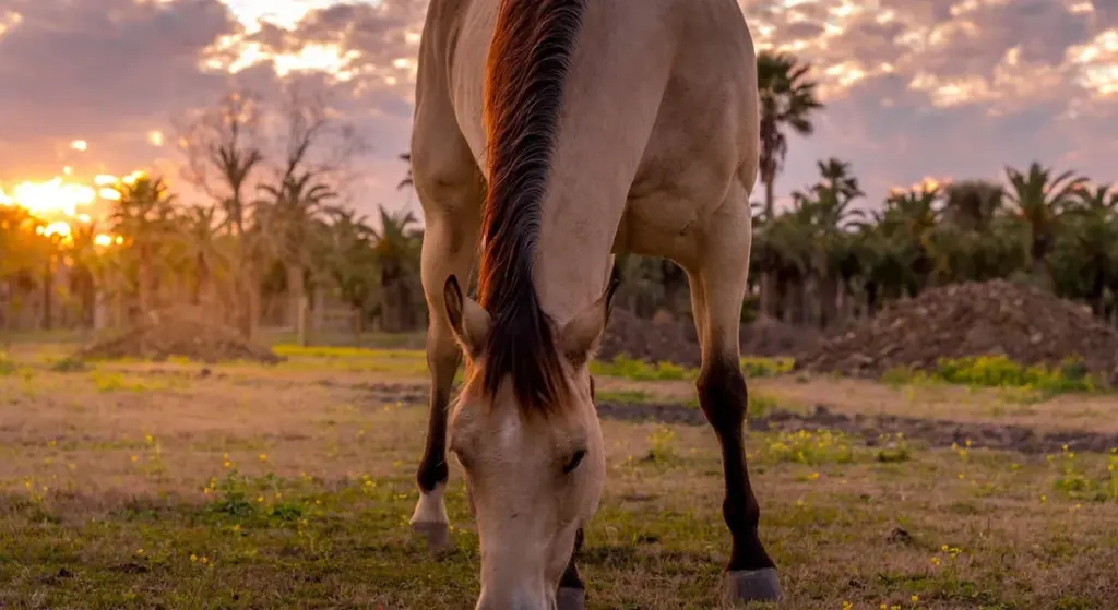 Transitioning Between Feeds: How to Safely Change Your Horse’s Diet