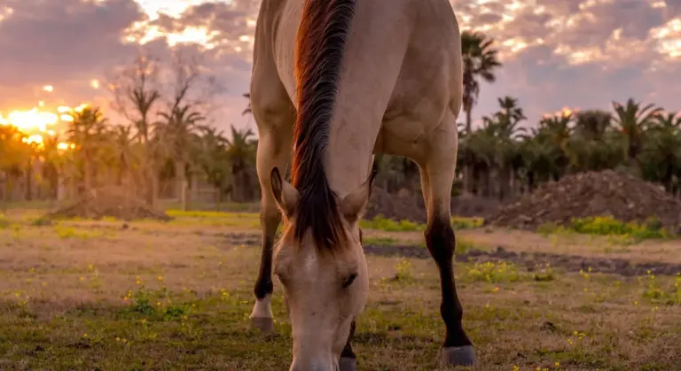 Horse grazing in a sunlit pasture at sunset with palm trees in the background.