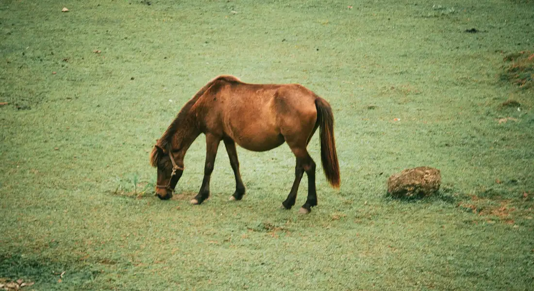 A brown horse grazing on green grass in an open field.