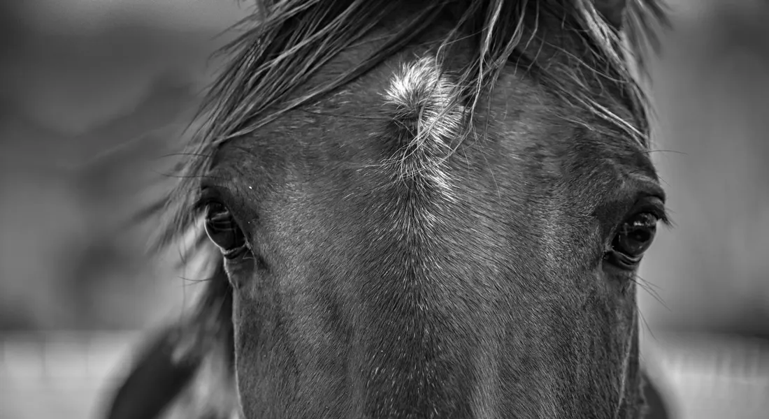Close-up black-and-white portrait of a horse's face, with focus on the eyes and forelock.