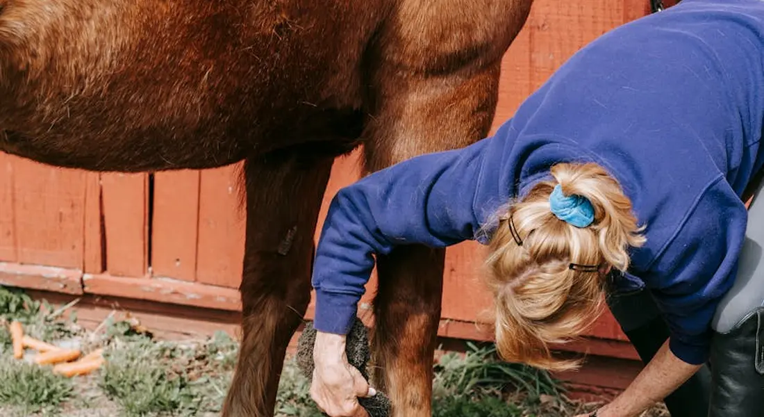 A person in a blue hoodie leans toward a horse's leg, grooming near a wooden fence; close-up of the interaction.