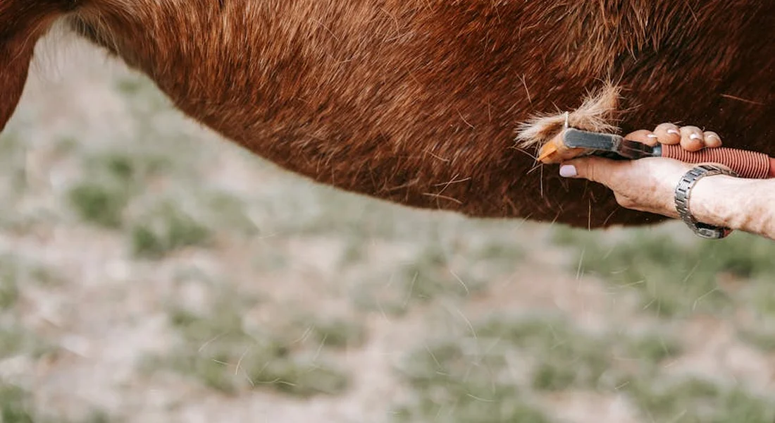 Close-up of a hand using grooming clippers on a horse's coat.