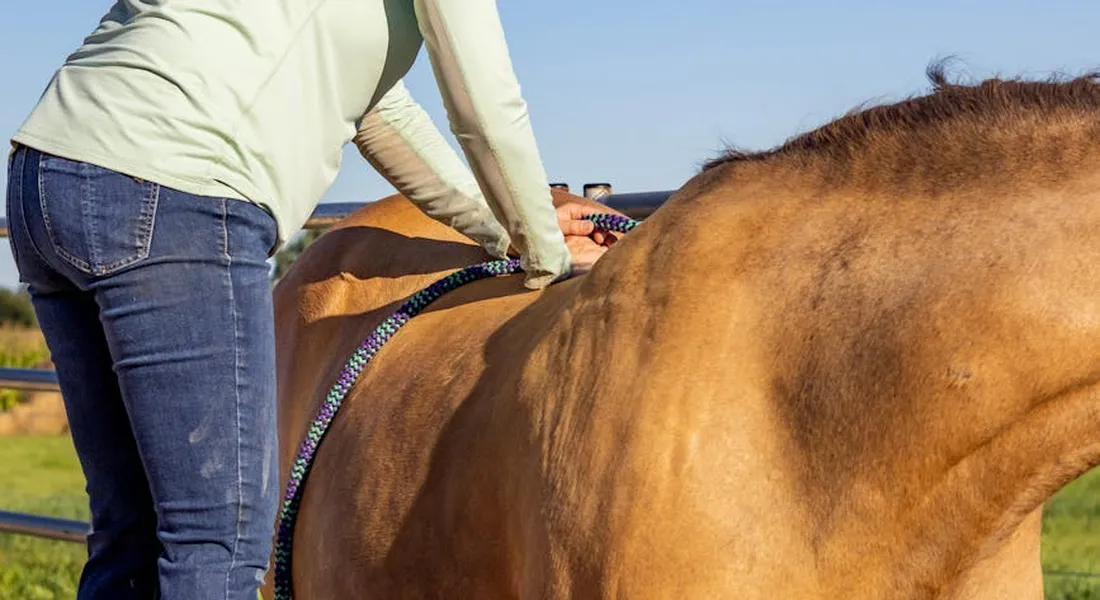 Person in light clothing grooming a brown horse outdoors, focusing on the horse's coat and saddle, illustrating daily health check during grooming.