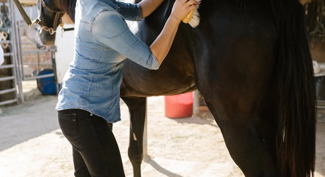 A person in a blue shirt brushes a dark horse on the neck in a stable yard.