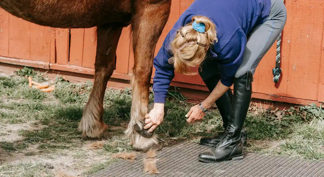 Groomer crouched beside a horse's leg, brushing the fetlock near a red barn wall; the handler wears a blue top and tall boots.