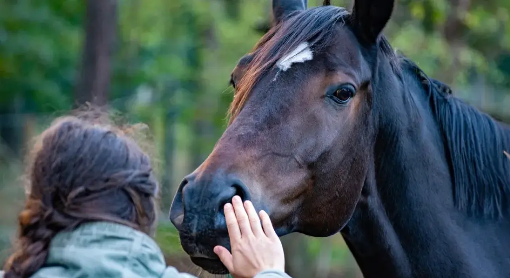 How to Groom Your Horse for a Stronger Bond: A Step-by-Step Guide