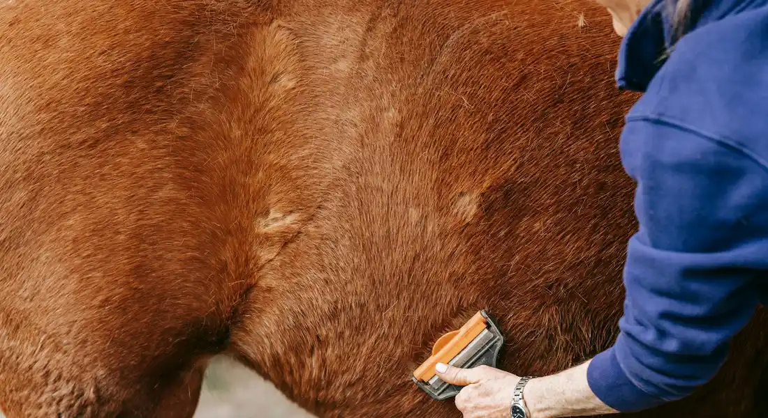 Groomer in a blue sleeve using a handheld brush to groom a brown horse.