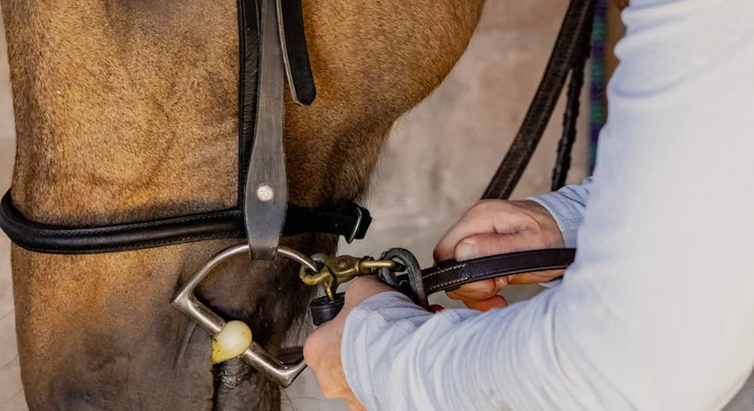 Close-up of a trainer's hands adjusting a horse's bridle, illustrating the setup for ground tie training.