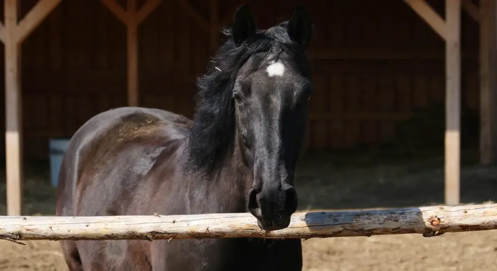Seasonal Habitat Prep: Your Year-Round Guide to a Healthier, Happier Horse