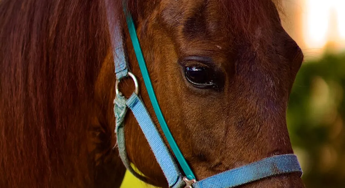 Close-up of a brown horse wearing a blue nylon halter, with strap and buckle details visible.