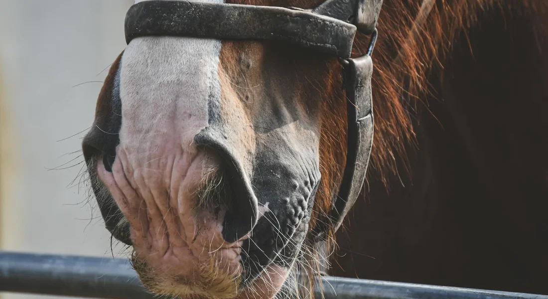 Close-up of a horse's muzzle wearing a halter, showing the nose and mouth area.