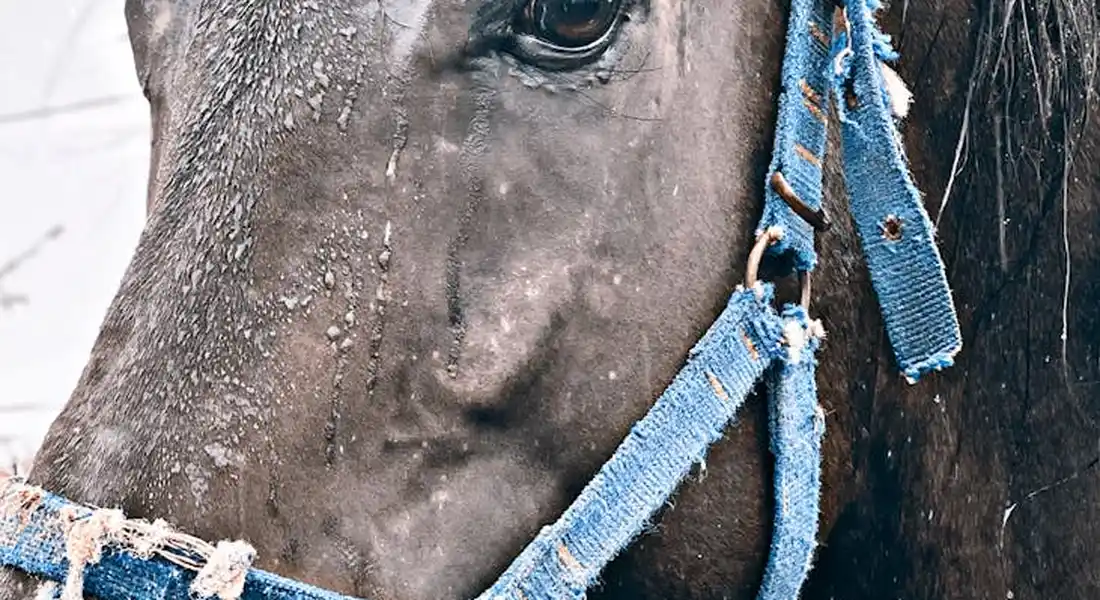 Close-up of a dark horse's head wearing a blue frayed halter, with droplets on the coat.