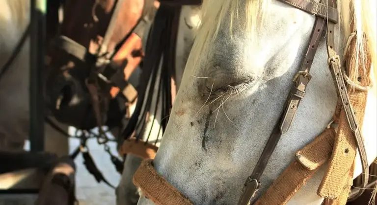 Close-up of a white horse wearing a halter with another horse in the background in a stable.