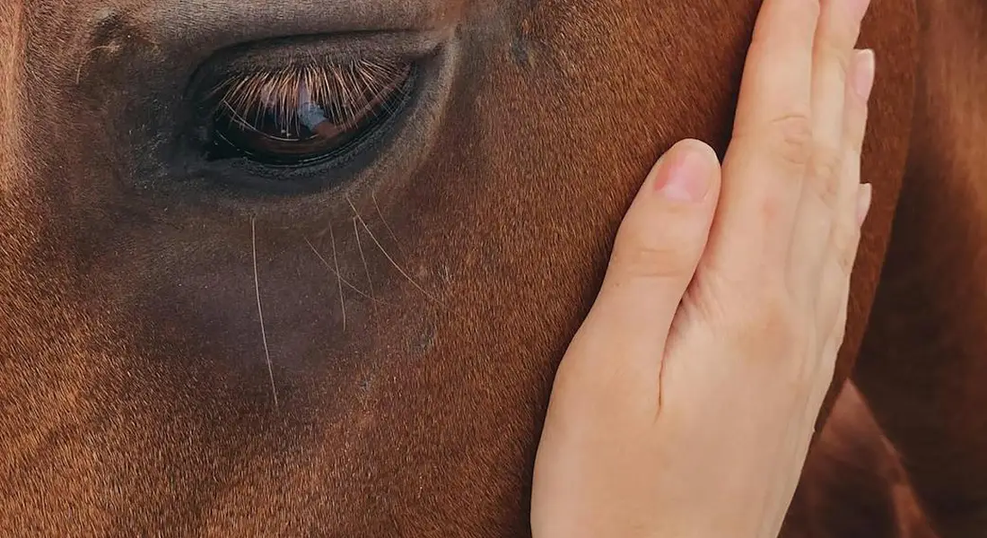 Close-up of a horse's eye with a human hand resting gently on its cheek