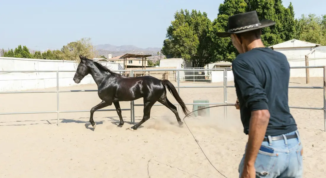 A person wearing a hat and jeans holds a lead rope as a black horse trots in a sandy arena, with a wooden fence and trees in the background.