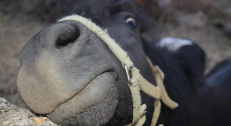 Close-up of a horse's muzzle wearing a halter