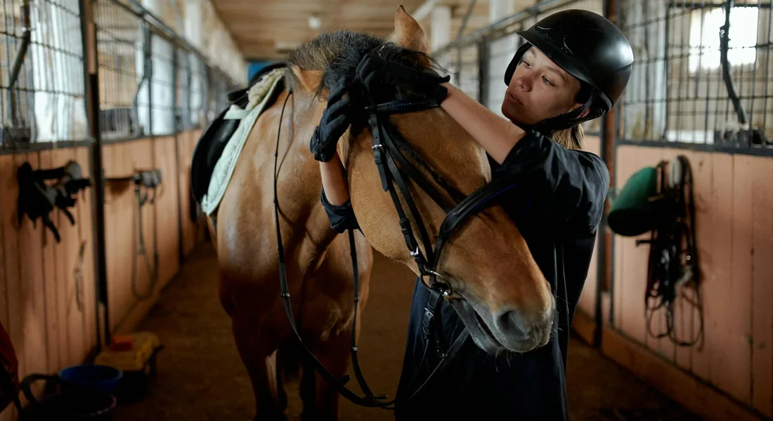 A handler in a riding helmet adjusts a horse's harness inside a stable, preparing the horse to be hitched to a cart.